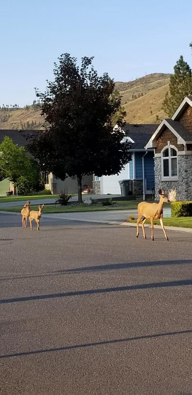 Overlander B&B Kamloops Extérieur photo